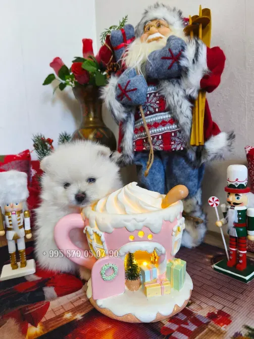 თბილისსა და ბათში პატარა პომერანული შპიცის ჯიშის ძაღლის ყიდვას გთავაზობთ. თბილისი - photo 1