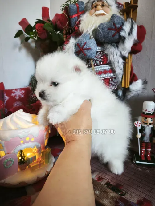 თბილისსა და ბათში პატარა პომერანული შპიცის ჯიშის ძაღლის ყიდვას გთავაზობთ. თბილისი - photo 4