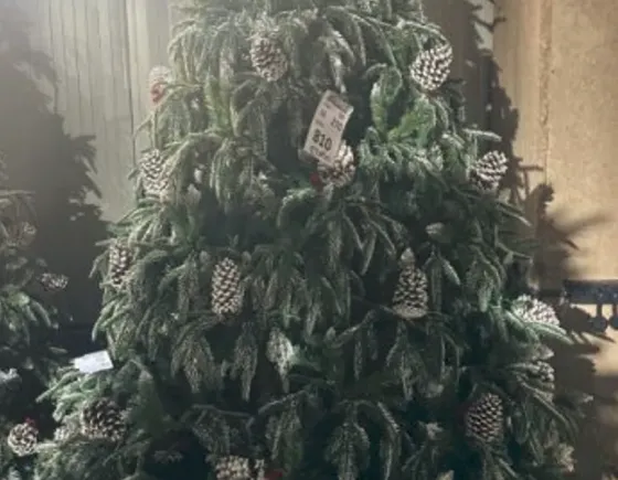 New Christmas tree, unopened Tbilisi