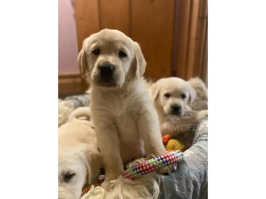 Щенки золотистого ретривераdfdfdf თბილისი - photo 1