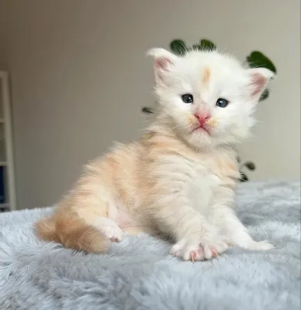 Მამრი მეინ კუნი Tica-ში რეგისტრირებულია აქტიურად თბილისი