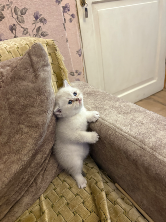 Შოტლანდიური სტრაიტი თბილისი