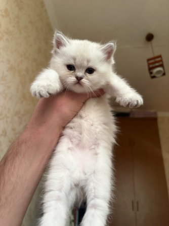 Შოტლანდიური სტრაიტი თბილისი