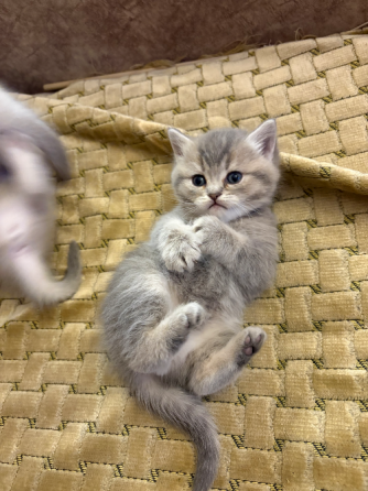 Შოტლანდიური სტრაიტი თბილისი