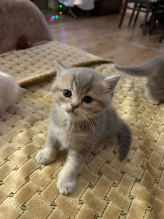 Შოტლანდიური სტრაიტი თბილისი