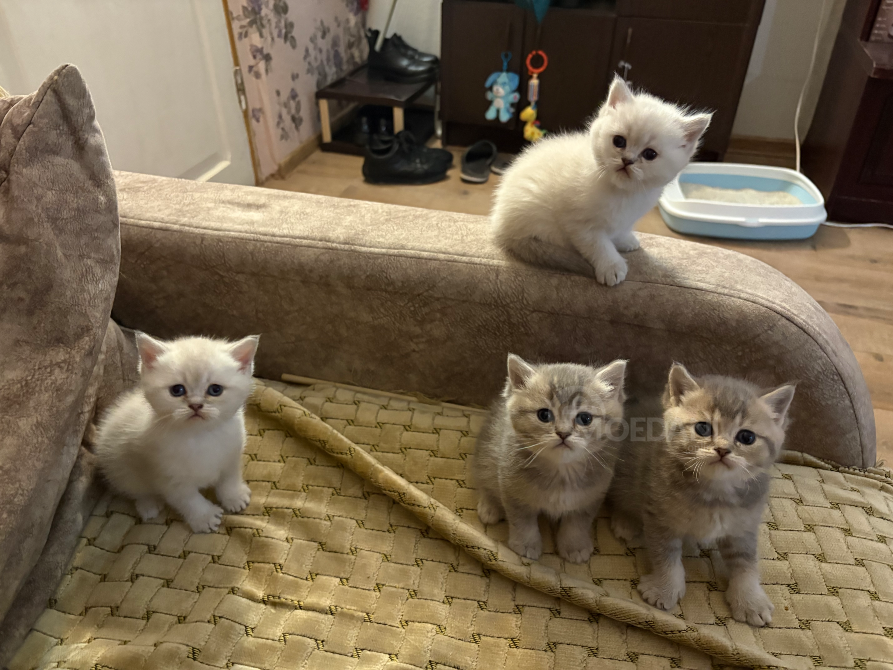 Შოტლანდიური სტრაიტი თბილისი - photo 1