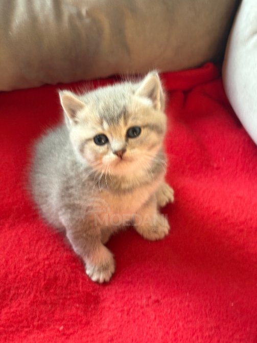 Შოტლანდიური სტრაიტი თბილისი - photo 7