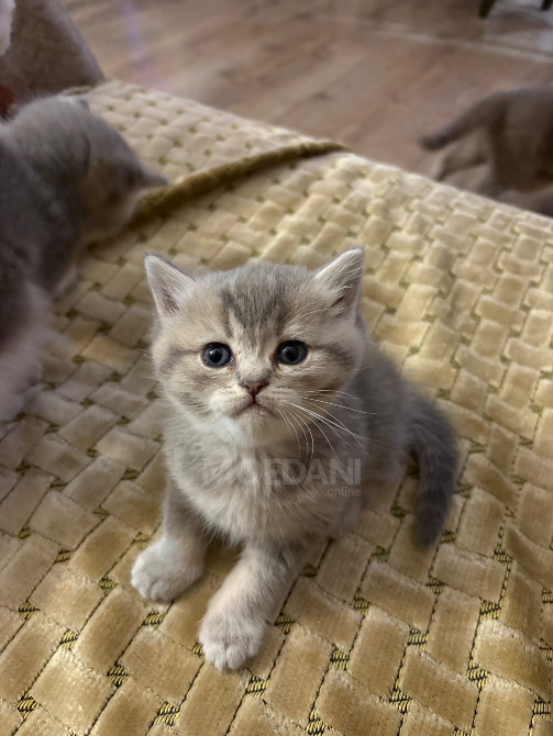 Შოტლანდიური სტრაიტი თბილისი - photo 5