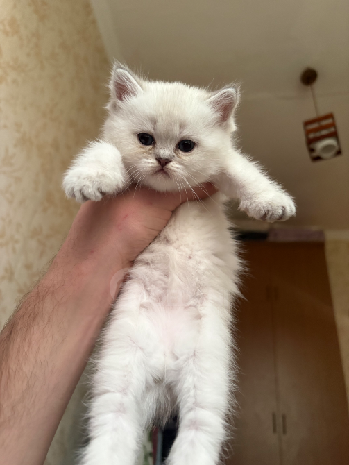 Შოტლანდიური სტრაიტი თბილისი - photo 6