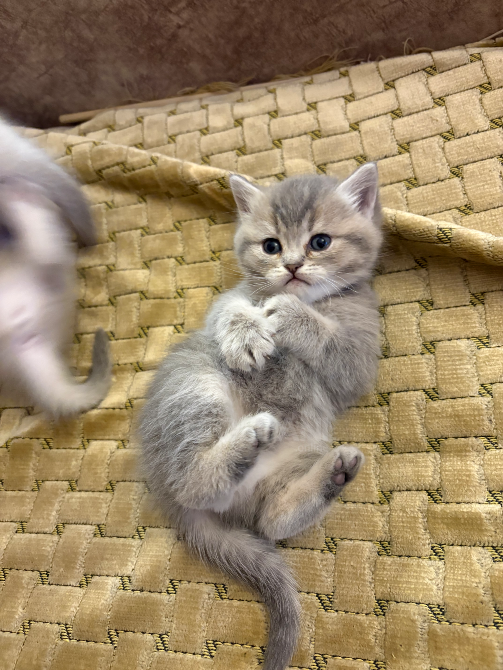 Შოტლანდიური სტრაიტი თბილისი - photo 4