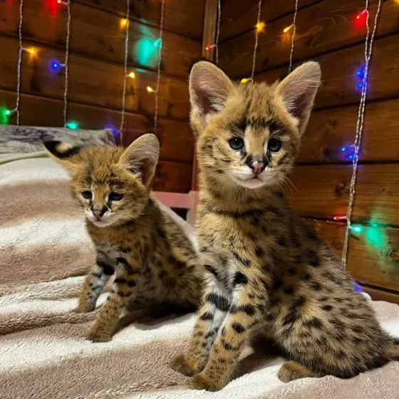 Котята породы Саванна F1 და F2 в ნაличии თბილისი