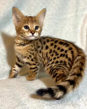 Котята породы Саванна F1 და F2 в ნაличии თბილისი