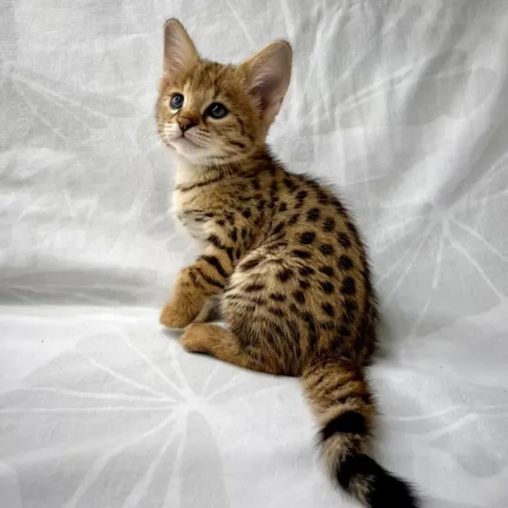 Котята породы Саванна F1 და F2 в ნაличии თბილისი