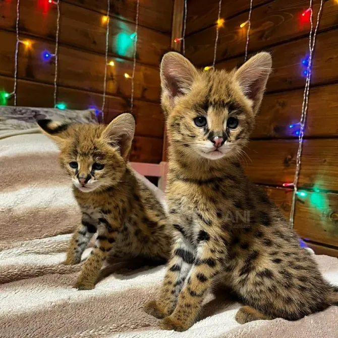 Котята породы Саванна F1 და F2 в ნაличии თბილისი - photo 1