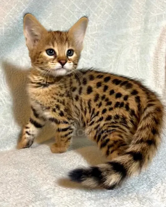 Котята породы Саванна F1 და F2 в ნაличии თბილისი - photo 2