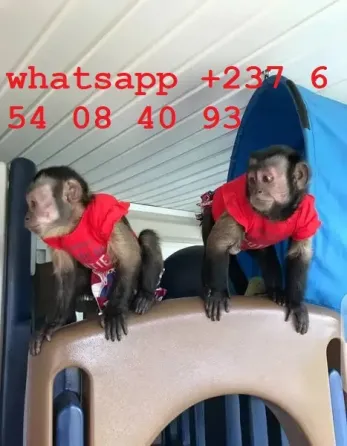 Высококачественные детеныши капучинов თბილისი