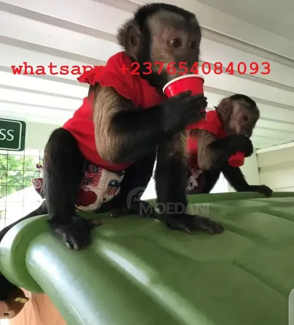 Высококачественные детеныши капучинов თბილისი - photo 2