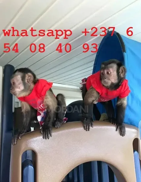 Высококачественные детеныши капучинов თბილისი - photo 1