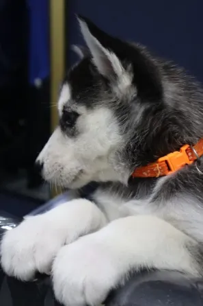 იყიდება ციმბირული ჰასკები ბათუმი