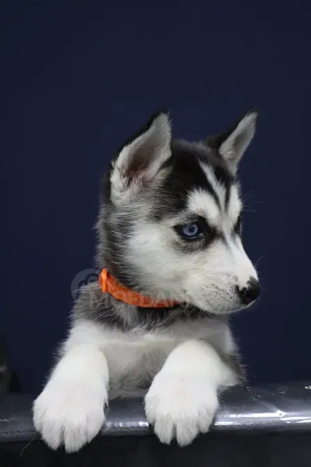 Siberian huskys for sale Batumi - photo 1