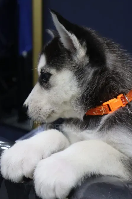 Siberian huskys for sale Batumi - photo 2