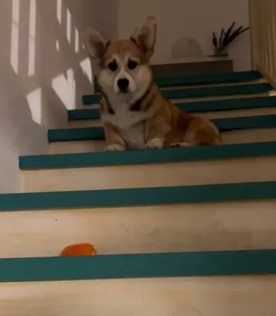 უელსური კორგი პემბროკი თბილისი