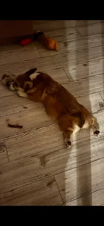 უელსური კორგი პემბროკი თბილისი