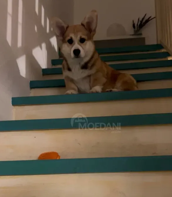 უელსური კორგი პემბროკი თბილისი - photo 1