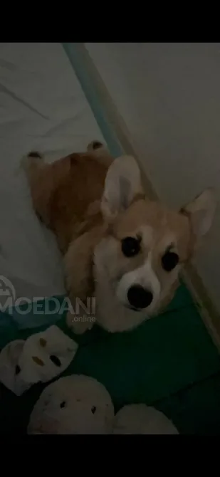 უელსური კორგი პემბროკი თბილისი - photo 3