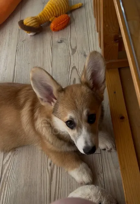 უელსური კორგი პემბროკი თბილისი - photo 2