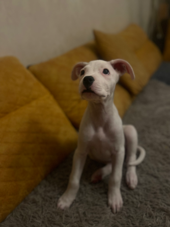 დოგო არგენტინო. მდედრი. თბილისი