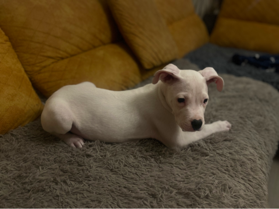 დოგო არგენტინო. მდედრი. თბილისი