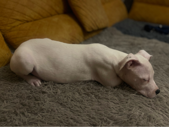 დოგო არგენტინო. მდედრი. თბილისი