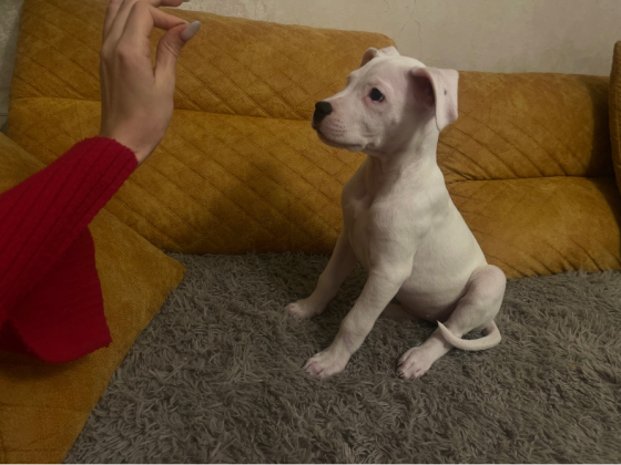 დოგო არგენტინო. მდედრი. თბილისი