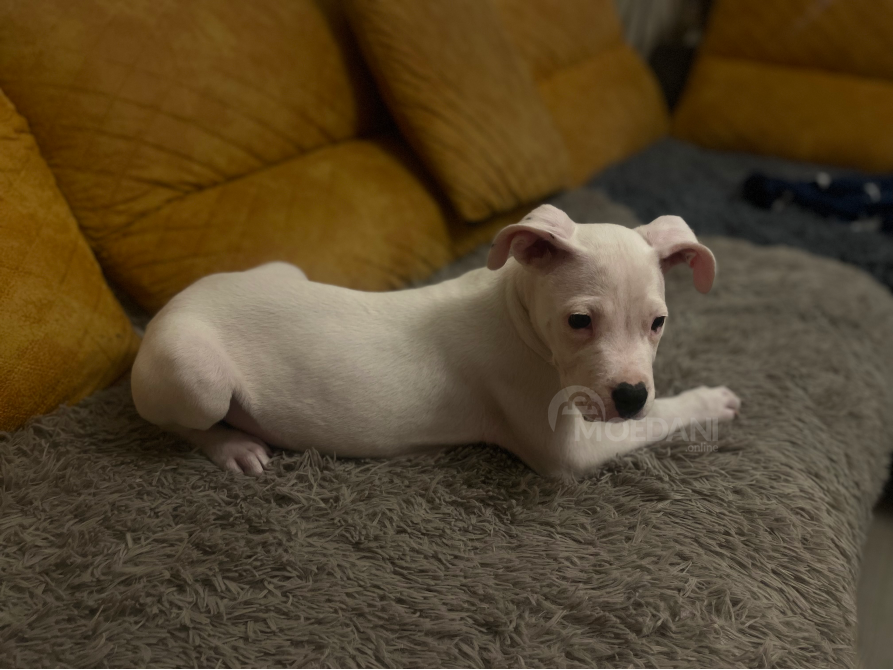 დოგო არგენტინო. მდედრი. თბილისი - photo 3