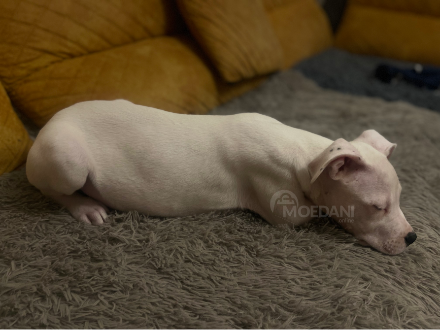 დოგო არგენტინო. მდედრი. თბილისი - photo 4