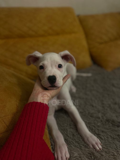 დოგო არგენტინო. მდედრი. თბილისი - photo 5