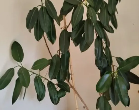 Фикус на продажу Тбилиси