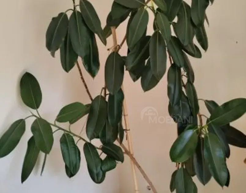 Фикус на продажу Тбилиси - изображение 1