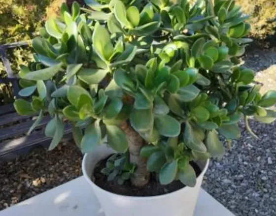 дерево дерева Тбилиси