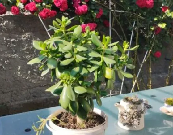 дерево дерева Тбилиси