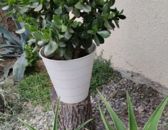 дерево дерева Тбилиси