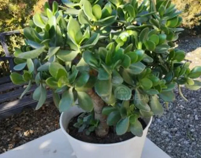 дерево дерева Тбилиси - изображение 1