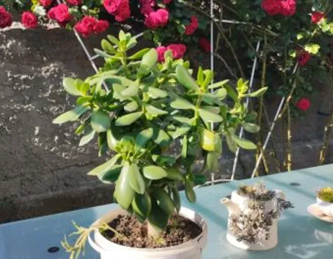 дерево дерева Тбилиси - изображение 2