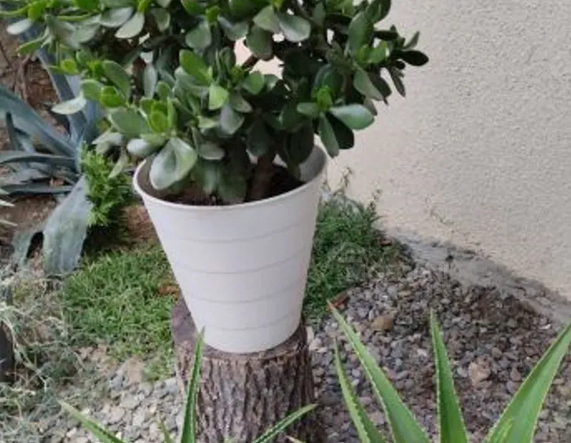 дерево дерева Тбилиси - изображение 3