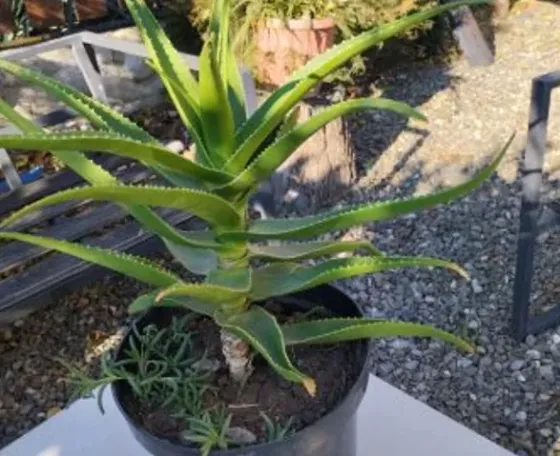 Алоэ вера Тбилиси