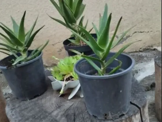 Алоэ вера Тбилиси