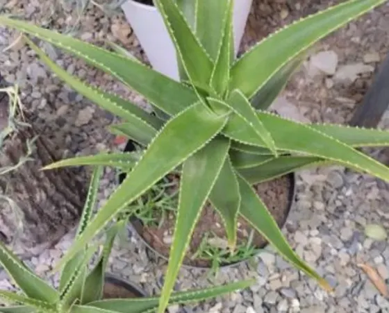 Алоэ вера Тбилиси