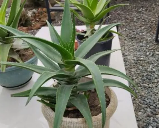 Алоэ вера Тбилиси