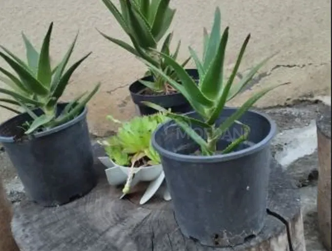 Алоэ вера Тбилиси - изображение 4